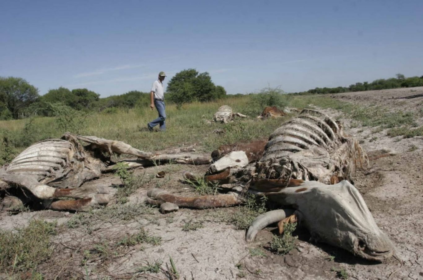 Sequía y gripe aviar: el Gobierno declaró la emergencia agropecuaria en tres provincias