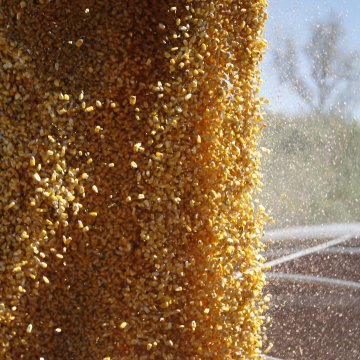 USDA pronostica una disminución en las exportaciones de maíz y soja