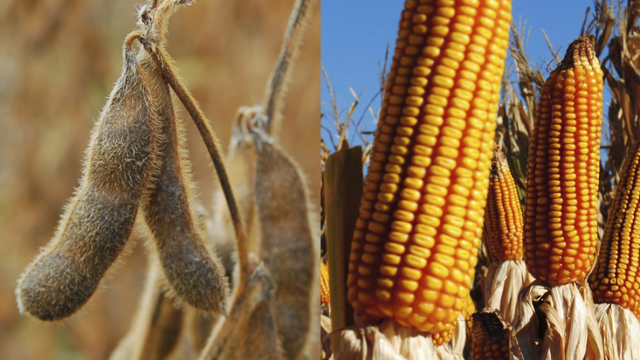 Usda: la oferta de maíz y soja aumentará en eeuu por caída de las exportaciones