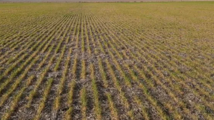 Desafíos para la siembra del trigo en la región pampeana debido a las heladas