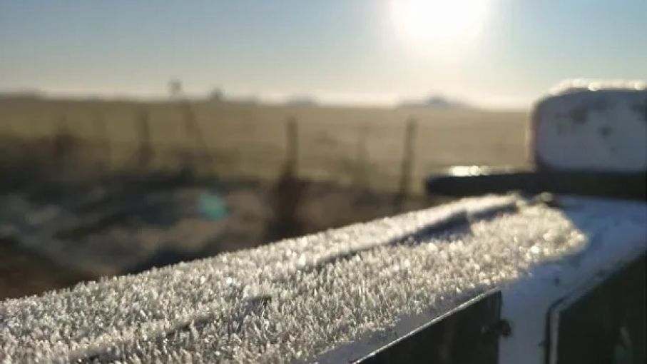 Heladas en la región pampeana: efectos positivos para la siembra del trigo