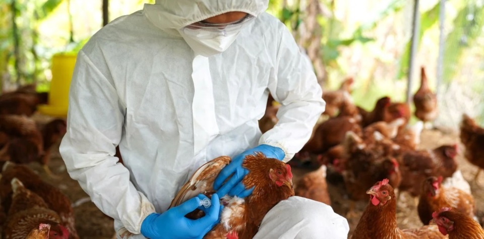 Chubut: declaran la emergencia agropecuaria por la influenza aviar