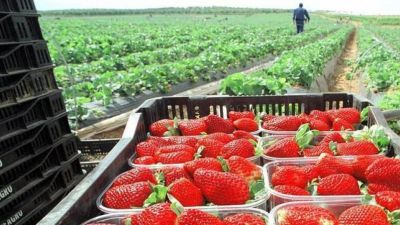 Exportaciones peruanas de fresas experimentan un crecimiento sólido en volumen y valor durante los primeros cinco meses de 2023