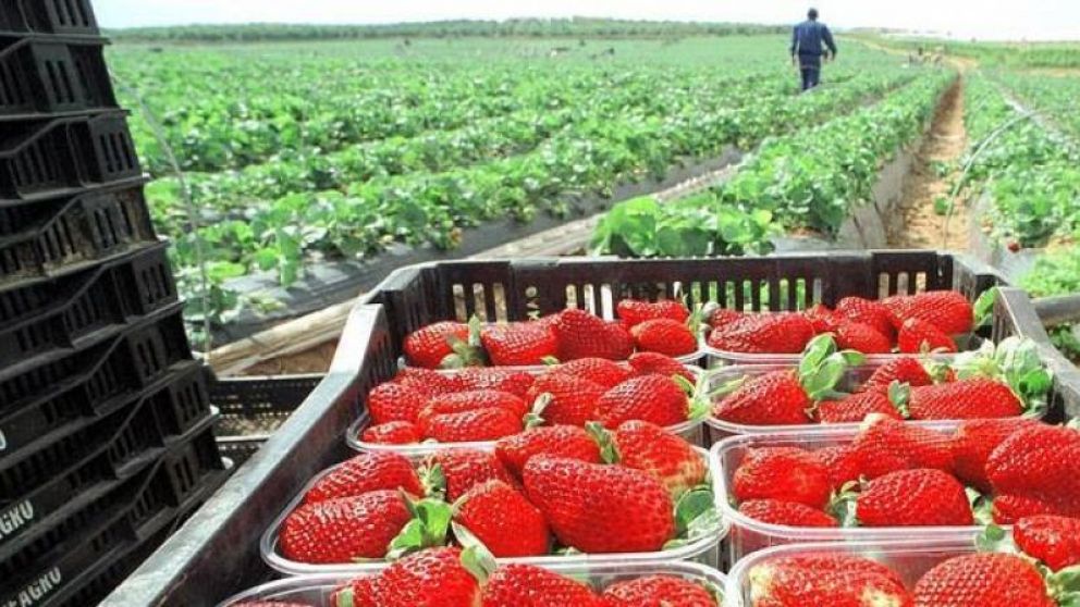 Exportaciones peruanas de fresas experimentan un crecimiento slido en volumen y valor durante los primeros cinco meses de 2023