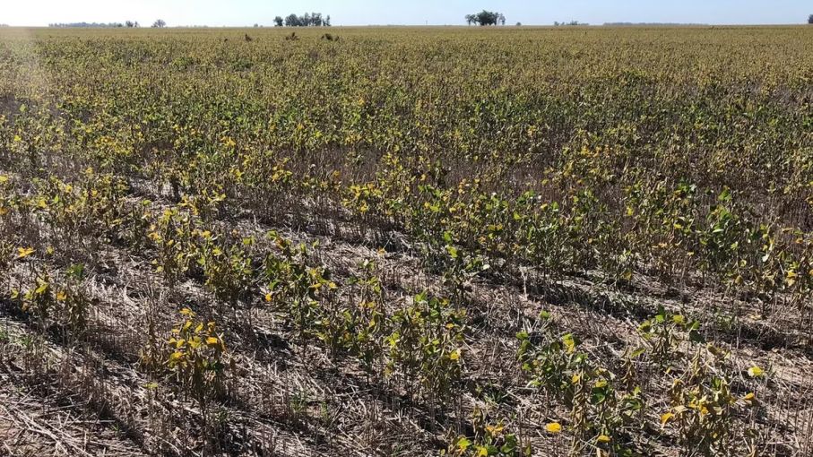 Tras la sequía: los alquileres agrícolas bajaron apenas medio quintal en Córdoba