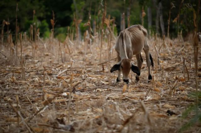 Duración y pronóstico del fenómeno de El Niño y La Niña en 2023: ¿Qué podemos esperar?