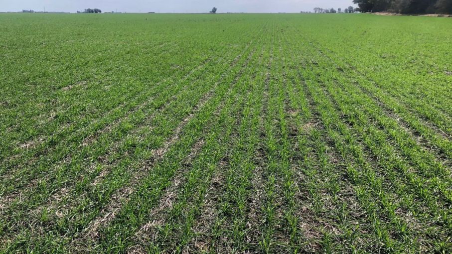 El fenómeno de El Niño se consolida mientras Argentina experimenta una falta de lluvias