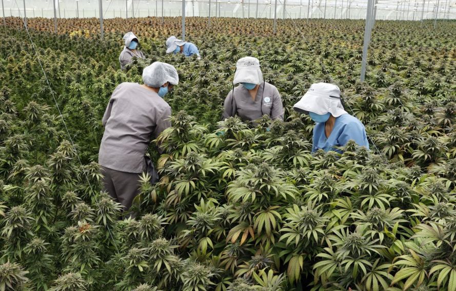 Colombia se acerca a la regulacin del cannabis de uso adulto: qu est en juego