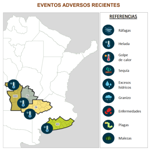 Estado y condición de los cultivos en Argentina: avanza la siembra de trigo, mientras la cosecha de soja está próxima a finalizar