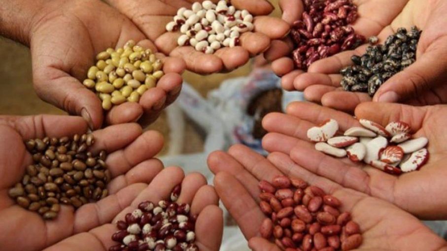 Semillas y agronegocios globales: 10 puntos clave para tomar decisiones con visión de futuro