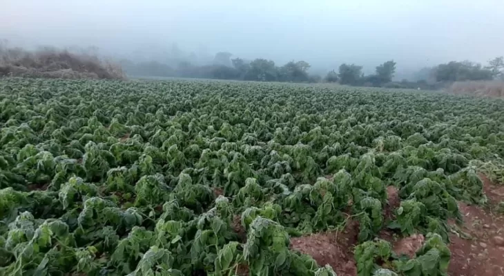 Las heladas afectaron la producción de arvejas y papas en Bolivia