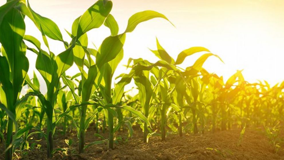 Productores vendieron ms de 414.000 toneladas de maz y acumulan 3,87 millones