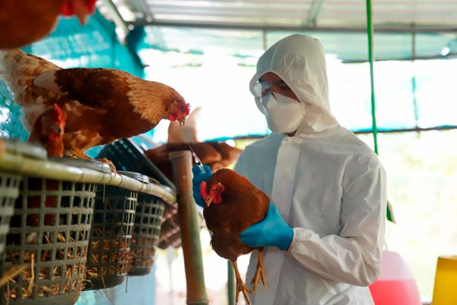 Paraguay declara emergencia nacional por brote de influenza aviar