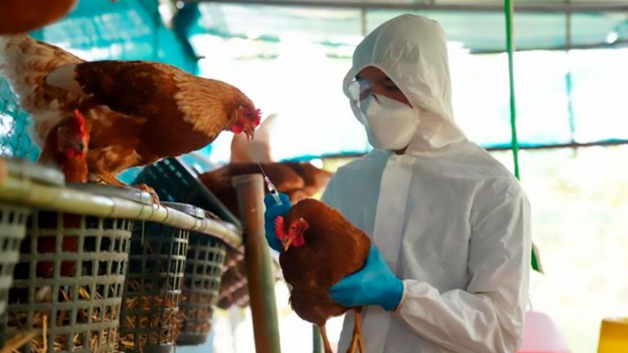 Paraguay declara emergencia nacional por brote de influenza aviar