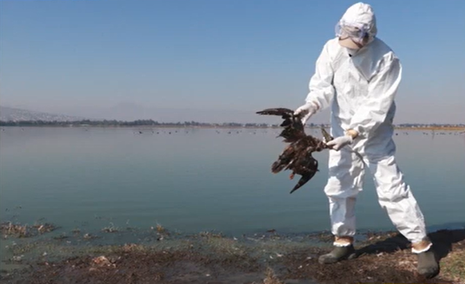Muerte masiva de aves en México: el fenómeno de El Niño podría ser la causa