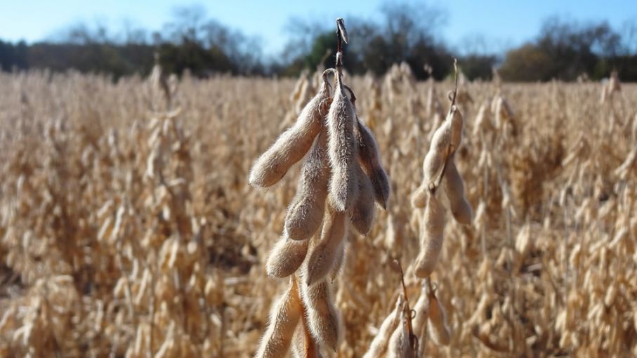 Comenzó cosecha de soja de primera en el centro norte santafecino