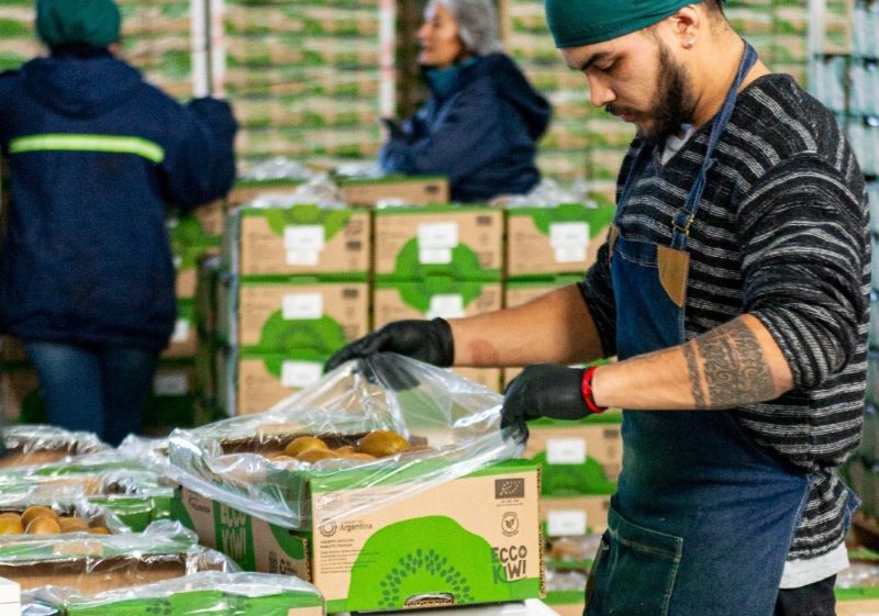 El kiwi de Mar y Sierras argentino conquista el mercado español con su calidad excepcional