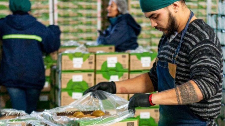 El kiwi de Mar y Sierras argentino conquista el mercado español con su calidad excepcional