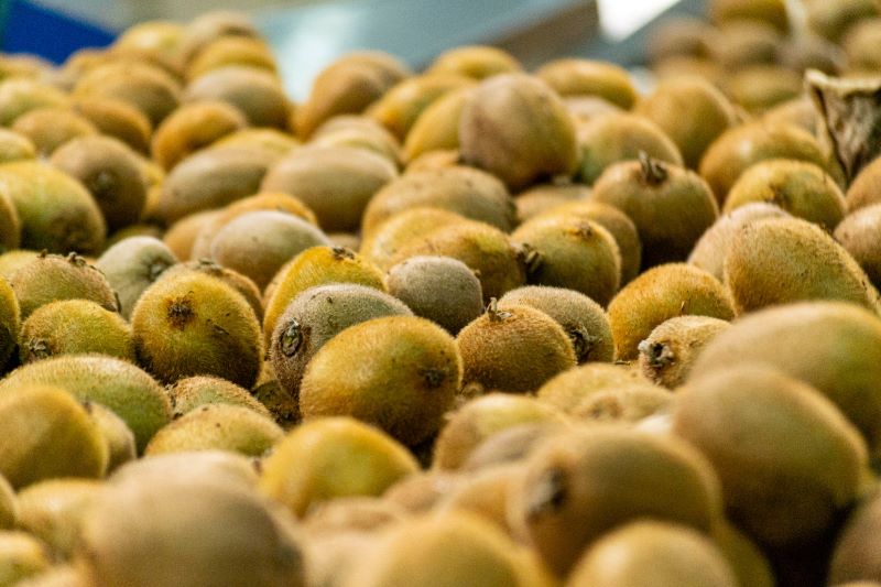 Revelan información clave para potenciar la fruticultura bonaerense