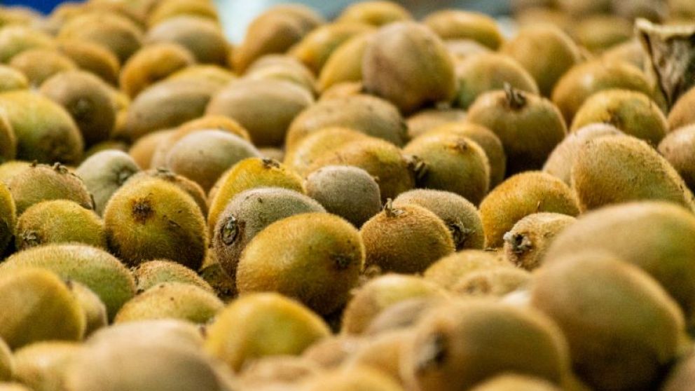 Revelan informacin clave para potenciar la fruticultura bonaerense