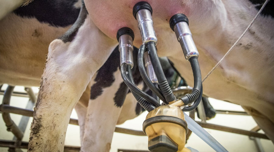 Impulso récord a la lechería: destinan $20.000 millones en créditos atados al valor de la leche