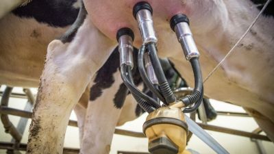Impulso récord a la lechería: destinan $20.000 millones en créditos atados al valor de la leche