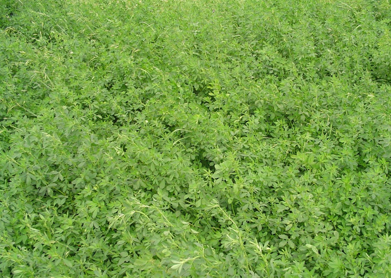  Evolución y desafíos del cultivo de alfalfa en Argentina