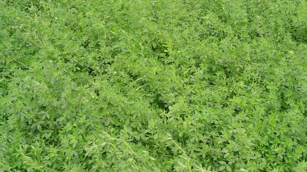  Evolucin y desafos del cultivo de alfalfa en Argentina