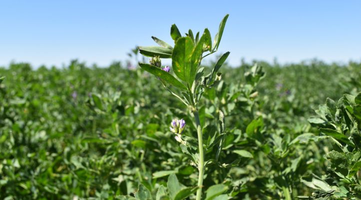 Evolución y desafíos del cultivo de alfalfa en Argentina