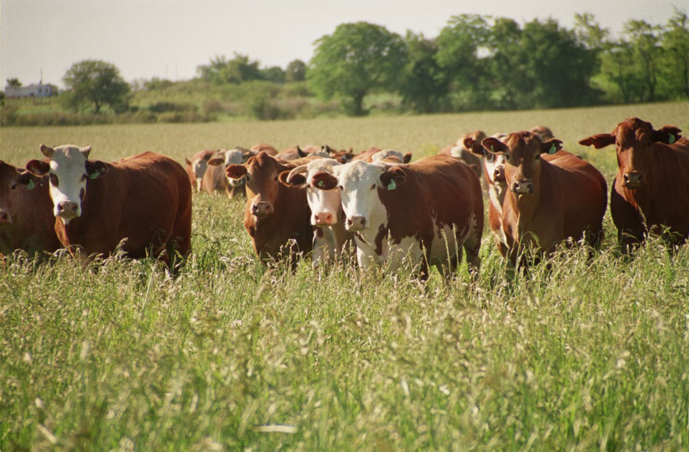 Argentina bate récords en exportación de carne vacuna en 2024