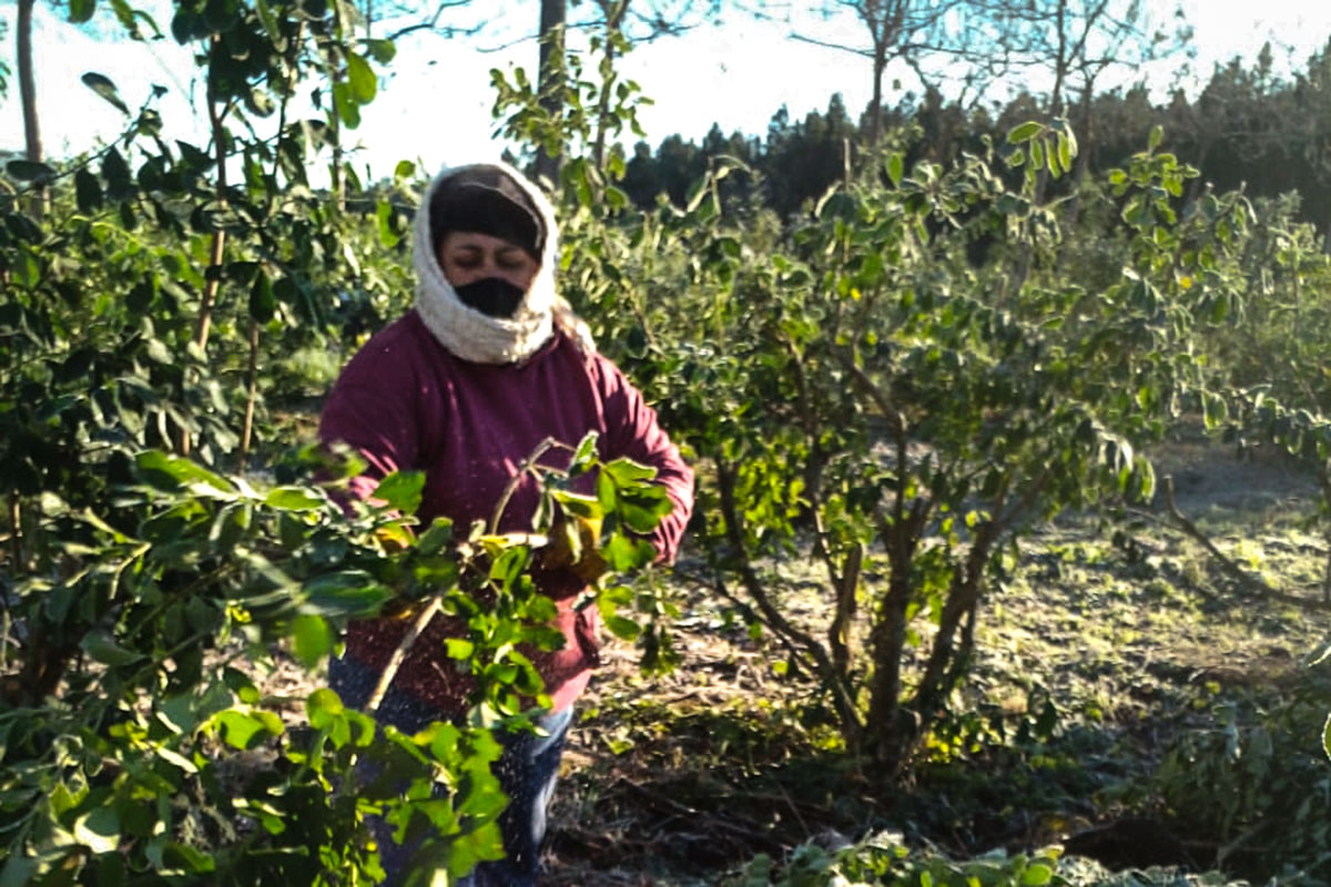 Misiones prohíbe el uso del glifosato y genera controversia entre la producción y la conservación