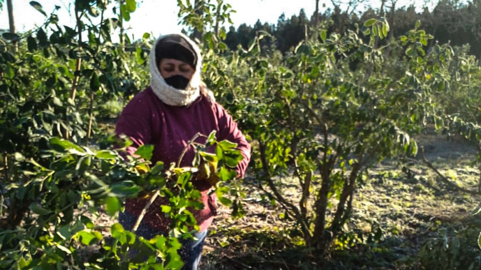 Misiones prohbe el uso del glifosato y genera controversia entre la produccin y la conservacin