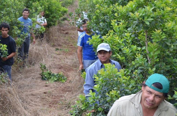 Misiones prohíbe el uso del glifosato y genera controversia entre la producción y la conservación