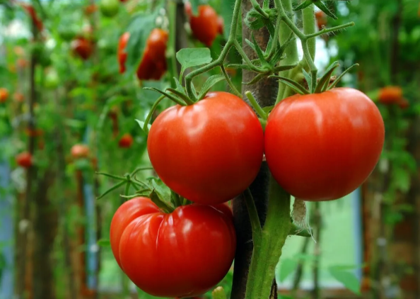 Exportaciones de tomate de México a Estados Unidos continúan creciendo a pesar de las restricciones