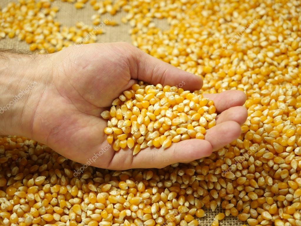 El USDA introdujo pocos cambios y Chicago no reacciona