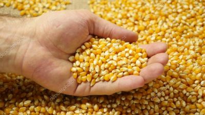 El USDA introdujo pocos cambios y Chicago no reacciona