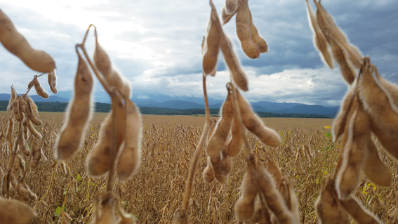 Rosario, Argentina será la sede del "Mundial de la Soja" en el 2027: Una oportunidad para mostrar el potencial agroindustrial del país