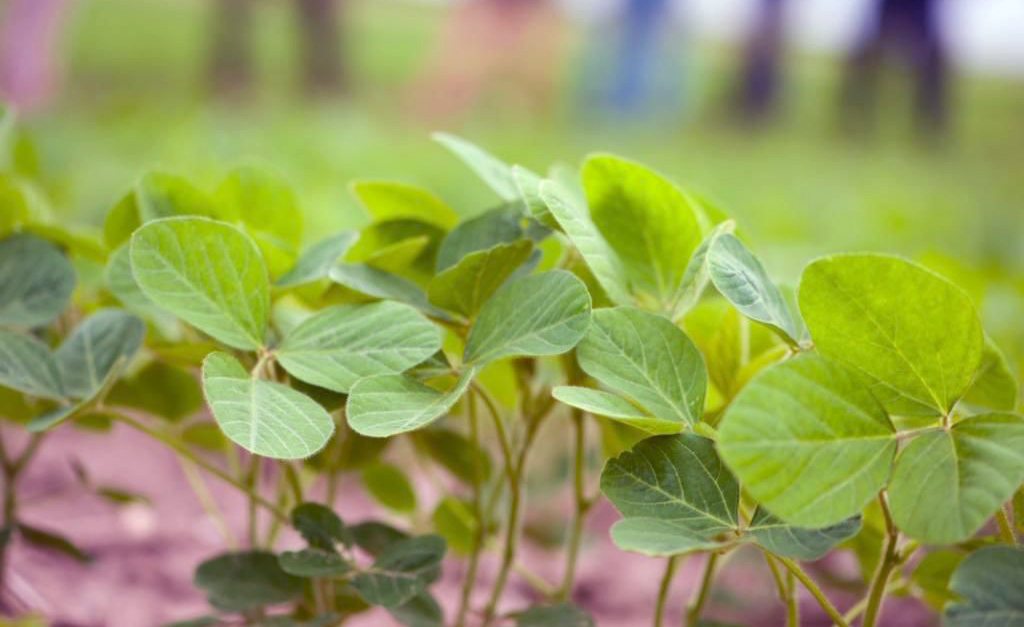  Innovadores bioestimulantes japoneses llegan a Argentina para potenciar la producción agrícola