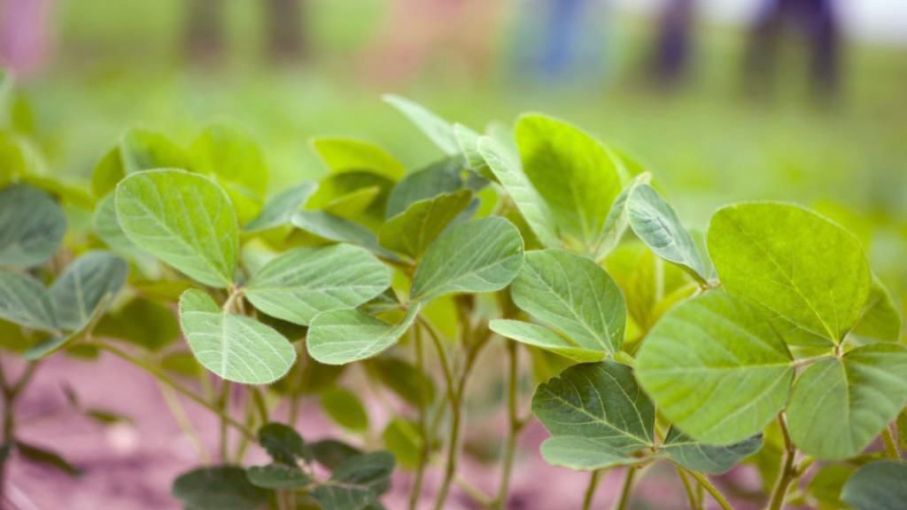 Innovadores bioestimulantes japoneses llegan a Argentina para potenciar la producción agrícola