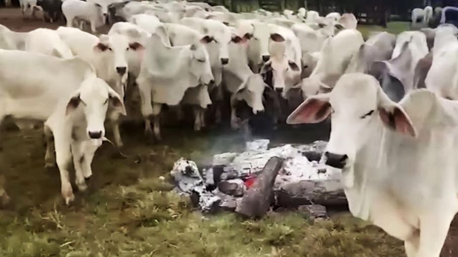 Mortandad sin precedentes: el frío causa la muerte de miles de vacas en Brasil y Bolivia