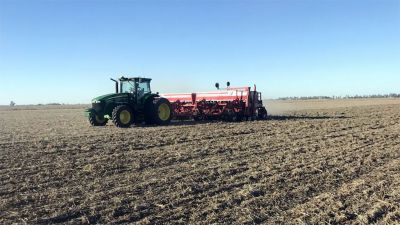 Trigo: se sembraría un 5% menos, pero todos dicen que "ahora no es el tema del productor, el tema es cosechar lo antes posible"