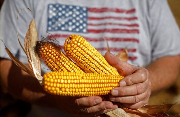 Condiciones del cultivo de maíz empeoran por cuarta semana consecutiva en EEUU