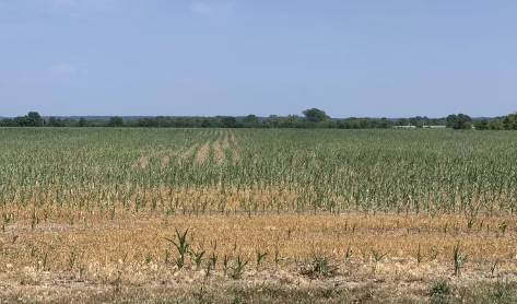 Condiciones del cultivo de maíz empeoran por cuarta semana consecutiva en EEUU