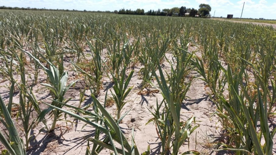 Santa Fe ofrece $5.000 millones para créditos con tasa subsidiada al agro por la sequía