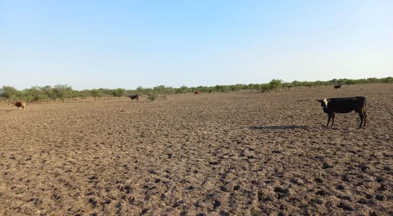 Los productores del norte de Santa Fe enfrentan la doble batalla contra la sequía y el constante abigeato