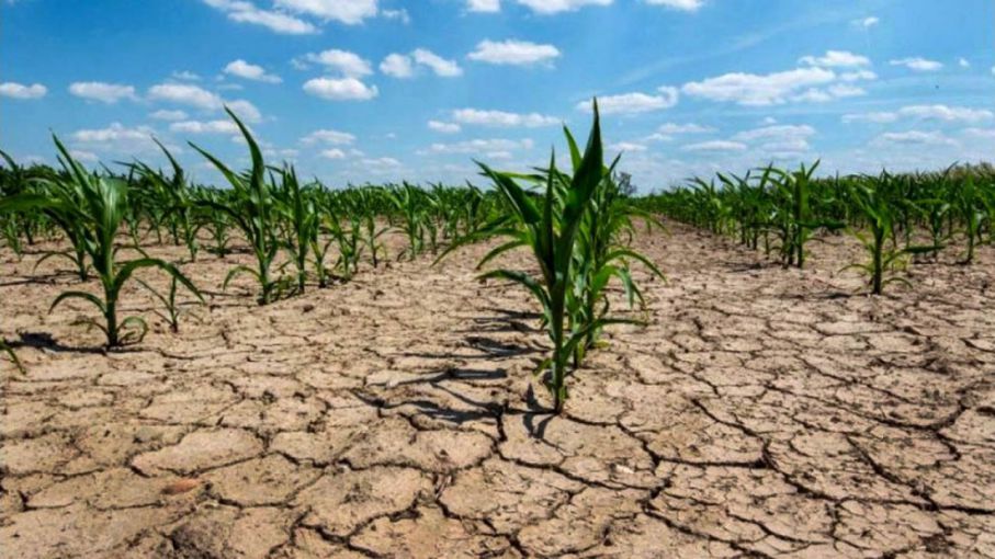 La sequía persiste en el Medio Oeste de Estados Unidos: un 70% del cultivo de maíz afectado