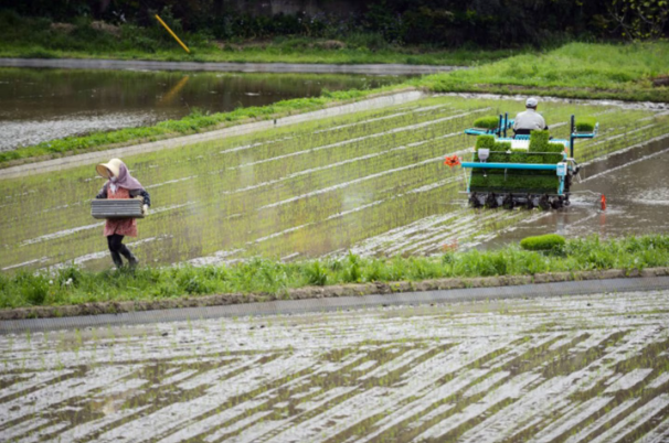 Insumos agropecuarios en Colombia: caen los precios y benefician al sector