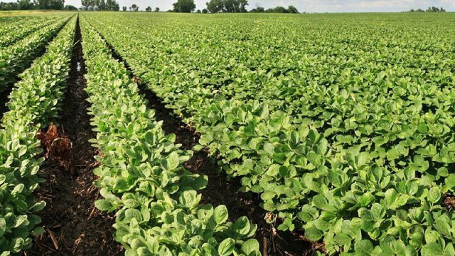 Cambio radical para la soja: el USDA sorprende al mercado con dos grandes sorpresas en la superficie cultivada
