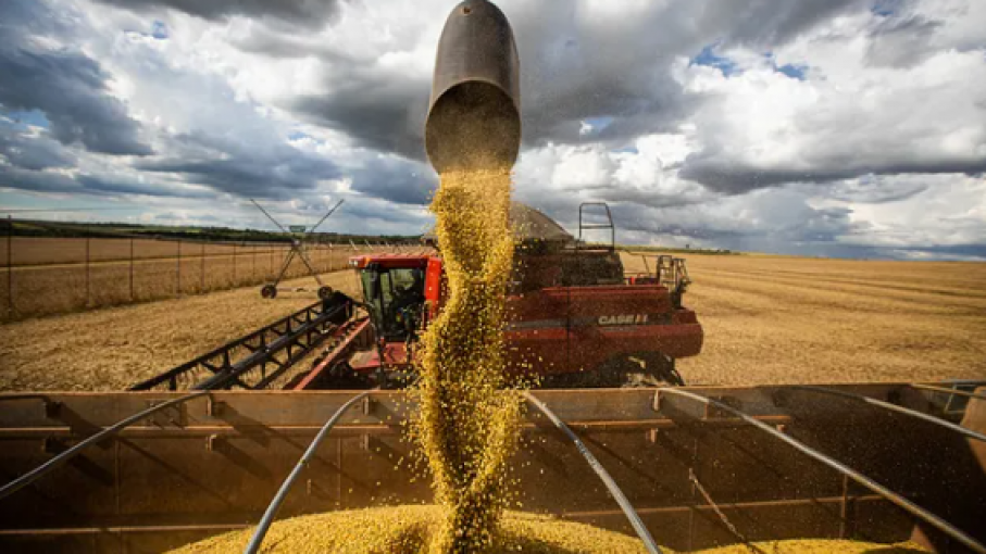 Análisis del mercado de granos: Clima y sorpresas en la siembra impactan los precios