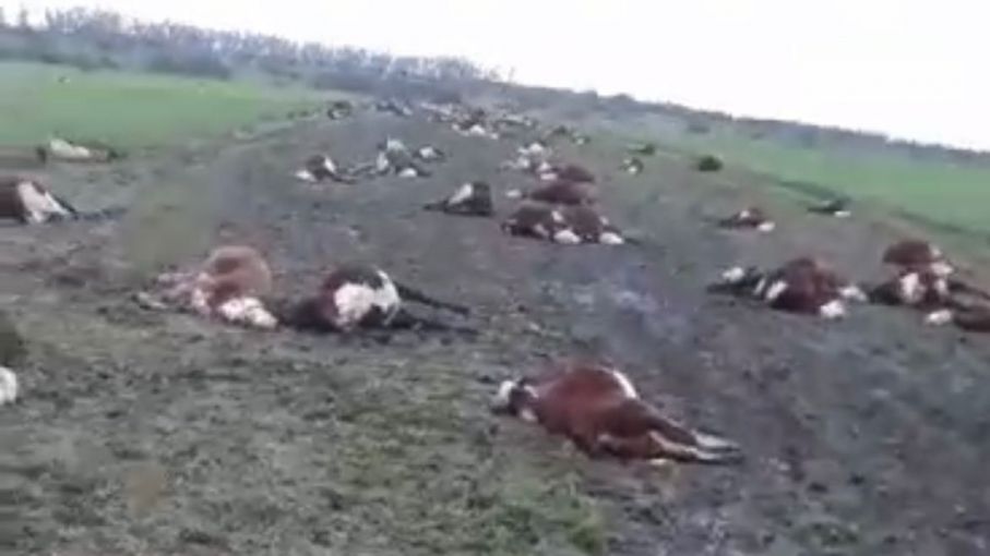 Muerte masiva de vacas en Corrientes: la alerta por nitratos se confirma